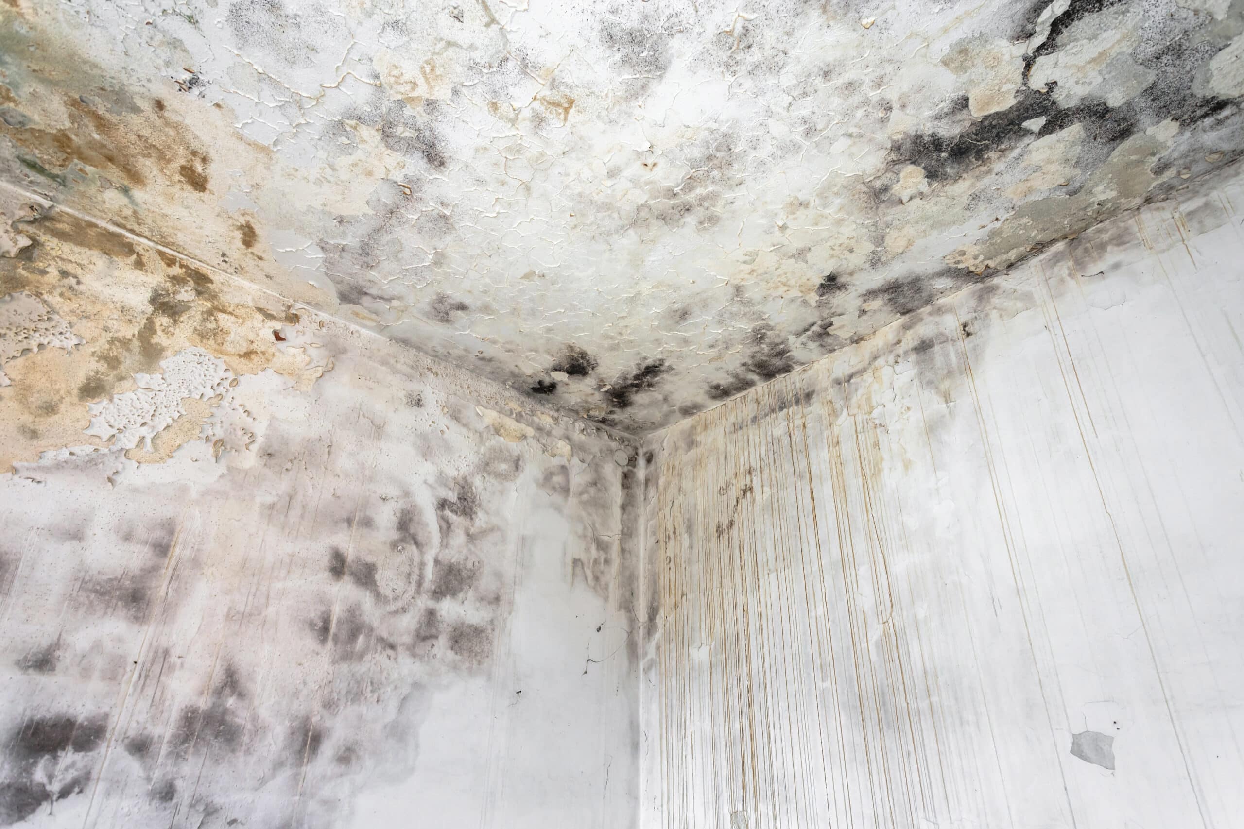 fungal mold on an interior wall