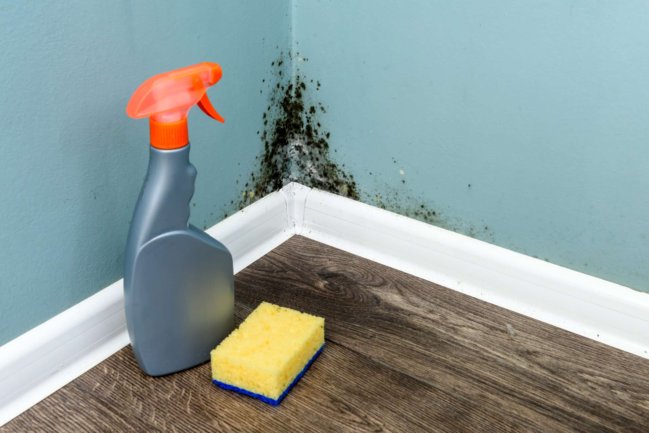spray bottle and sponge near black mould wall